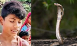 Ular Kobra Mati Setelah Digigit Balik Bocah 8 Tahun di India