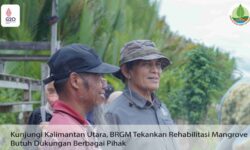 BRGM : Rehabilitasi Mangrove Perlu Dukungan Semua Pihak