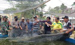 Pakai Sistem Ras, Pokdakan di Balikpapan Panen Nila Perdana