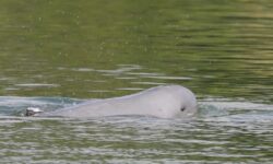 Mirip Pesut, Kematian 3 Lumba-lumba di Kamboja jadi Alarm Dunia Konservasi
