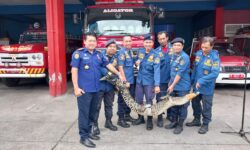 Dari Sungai Mahakam Naik ke Kolong Rumah, Warga Selili Tangkap Buaya 1,8 Meter