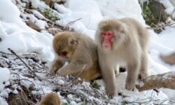 Monyet Salju Tangkap dan Makan Ikan Terekam di Jepang Tengah