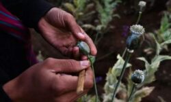 Akibat Desakan Ekonomi, Produksi Opium Myanmar Meningkat Tajam