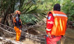 Di Derawan, Sapril Hilang Diterkam Buaya