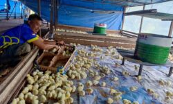 Ciptakan Lapangan Kerja Klien Pemasyarakatan, Bapas Tarakan Tebar 3.000 Ekor Ayam Pedaging