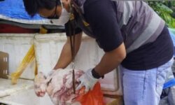 Satu Ton Daging Babi Ditolak Masuk Balikpapan