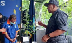 Kasus 1 Kg Ganja, Pria Balikpapan Ini Ternyata Juga Tanam Pohon Ganja di Kamar