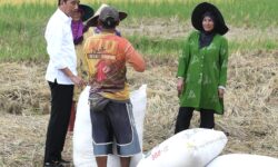 Jokowi Cek Langsung Harga Gabah ke Petani