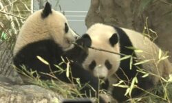 Panda Kembar di Kebun Binatang Ueno Dipersiapkan Mandiri dari Ibunya