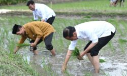 Jokowi Apresiasi Penggunaan Pupuk Organik Petani di Tuban