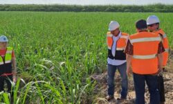 Indonesia Berhasil Membangun Industri Gula Terintegrasi di Lahan Rawa