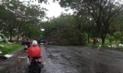 Satu Jam Hujan Lebat di Samarinda Akibatkan Banjir dan Pohon Tumbang