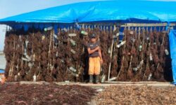 Pemerintah Nunukan Seharusnya Bantu Petani Rumput Laut Meski Tak Bayar Pajak atau Retribusi