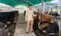 Isran Sebut Stok Sapi Kurban Aman