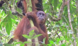 199 Orangutan Dilepasliarkan di Hutan Alami Kalimantan Tengah Sejak 2016