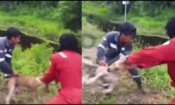 Sedang Hamil, Istri Pelempar Anjing ke Buaya di Nunukan Minta Suaminya Tidak Ditahan