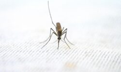 Pemerintah Optimistis Semua Daerah Bebas Malaria di 2024