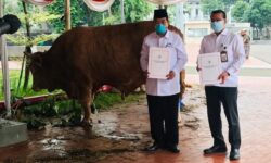 Presiden Jokowi Kirim Sapi Kurban ke 38 Provinsi