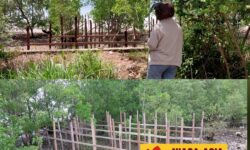 Pemkab Nunukan Kesulitan Tertibkan Penjemuran Rumput Laut yang Merusak Mangrove