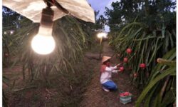 PLN Sukses Dukung Produktivitas 6.167 Petani Melalui Program Electrifying Agriculture