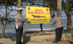 Buaya 3 Meter Muncul di Pesisir Semayang Balikpapan, Polisi Pasang Spanduk Peringatan