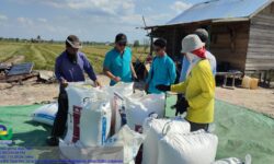 Perumda Prima Jaya Taka Melalui Program Agrosolution Beli Gabah Petani