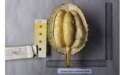 BRIN-Pemkab Buleleng Daftarkan 6 Varietas Buah Lokal untuk Dilindungi