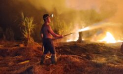 Sedih, Area Kerja Penyelamatan Orangutan di Kalimantan Terbakar Lagi