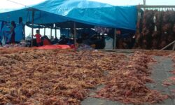 Harga Rumput Laut di Nunukan Terjun Bebas jadi Rp 9.000 per Kilogram