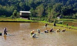 Hasil Panen Padi Krayan Berkurang karena Populasi Kerbau Semakin Sedikit