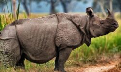 Lestarikan Badak Jawa, Jalur Pejalan Kaki di Semenanjung Ujung Kulon Resmi Ditutup