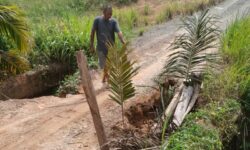 Jembatan di Jalan Lingkar Nunukan Nyaris Putus, Petani Sawit  Kesulitan Angkut Buah Sawit 