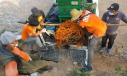 BKSDA Kaltim Selamatkan Dua Orangutan Tersesat di Jalan Poros Kutai Timur