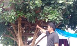 Dibawa ke Rumah Pohon, Pelajar SMP di Nunukan jadi Korban Asusila Pacarnya
