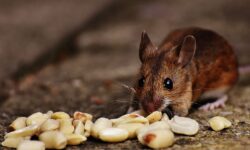 Ini 7 Bahan Dapur yang Dapat Singkirkan Tikus di Rumah