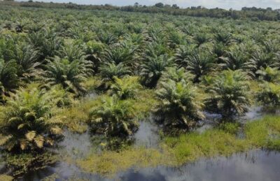 Perusahaan Perkebunan Sawit di Kaltim Tahun 2025 Mencapai 219