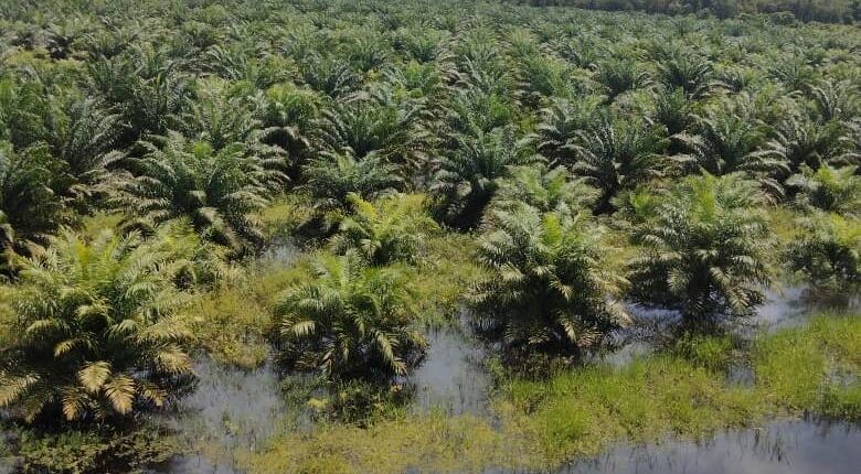 Perusahaan Perkebunan Sawit di Kaltim Tahun 2025 Mencapai 219