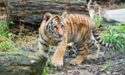 Lagi, Polisi Sita Anak Macan di Rumah Pengusaha di Samarinda