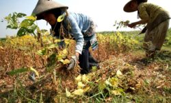 Tekan Ketergantungan Daerah Lain, Kaltim Berencana Tingkatkan Produksi Kedelai