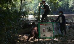 12 Orangutan Dilepasliarkan, Termasuk di Hutan Kutai Timur