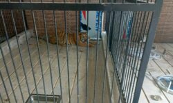 Pengusaha Pemilik Harimau di Samarinda Tewaskan Suprianda Jadi Tersangka