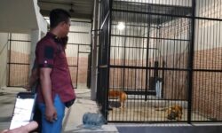 Suprianda Tewas Diterkam Harimau Majikannya di Samarinda