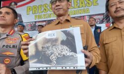 Suprianda Tewas Diterkam Harimau Majikan, Polisi Keluarkan Peringatan