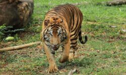 BKSDA Kaltim Sita Harimau Majikan di Samarinda Terkam Suprianda Hingga Tewas