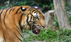 Warga Samarinda Pelihara Harimau Sumatera, Kok Bisa?