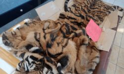 Polisi Ringkus 2 Pelaku Penjual Kulit Harimau