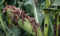 Fakultas Pertanian UGM: Predator Alami Solusi Atasi Serangan Hama