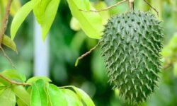 Efek Samping Jika Meminum Rebusan Daun Sirsak