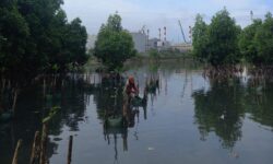 HMPI 2023, Kilang Pertamina Unit Balikpapan dan Masyarakat Tanam 1000 Mangrove