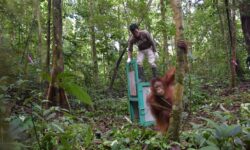 208 Orangutan Dilepasliar ke TNBBBR, 400 Lagi Masih Direhabilitasi di Nyaru Menteng